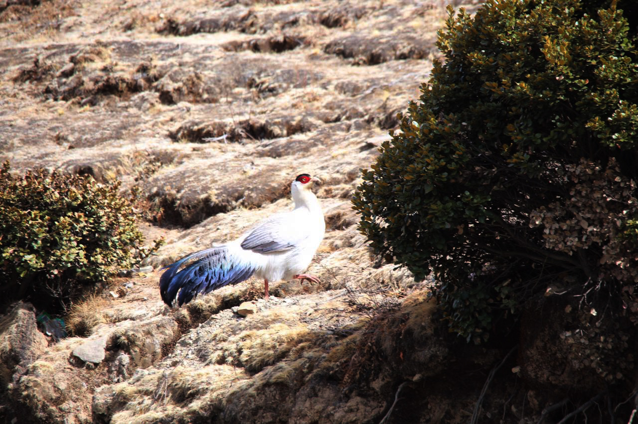 西藏发现一只稀有鸟类，棕尾虹雉色彩绚丽，有着“九色鸟”之称_羽毛_种群_羽冠