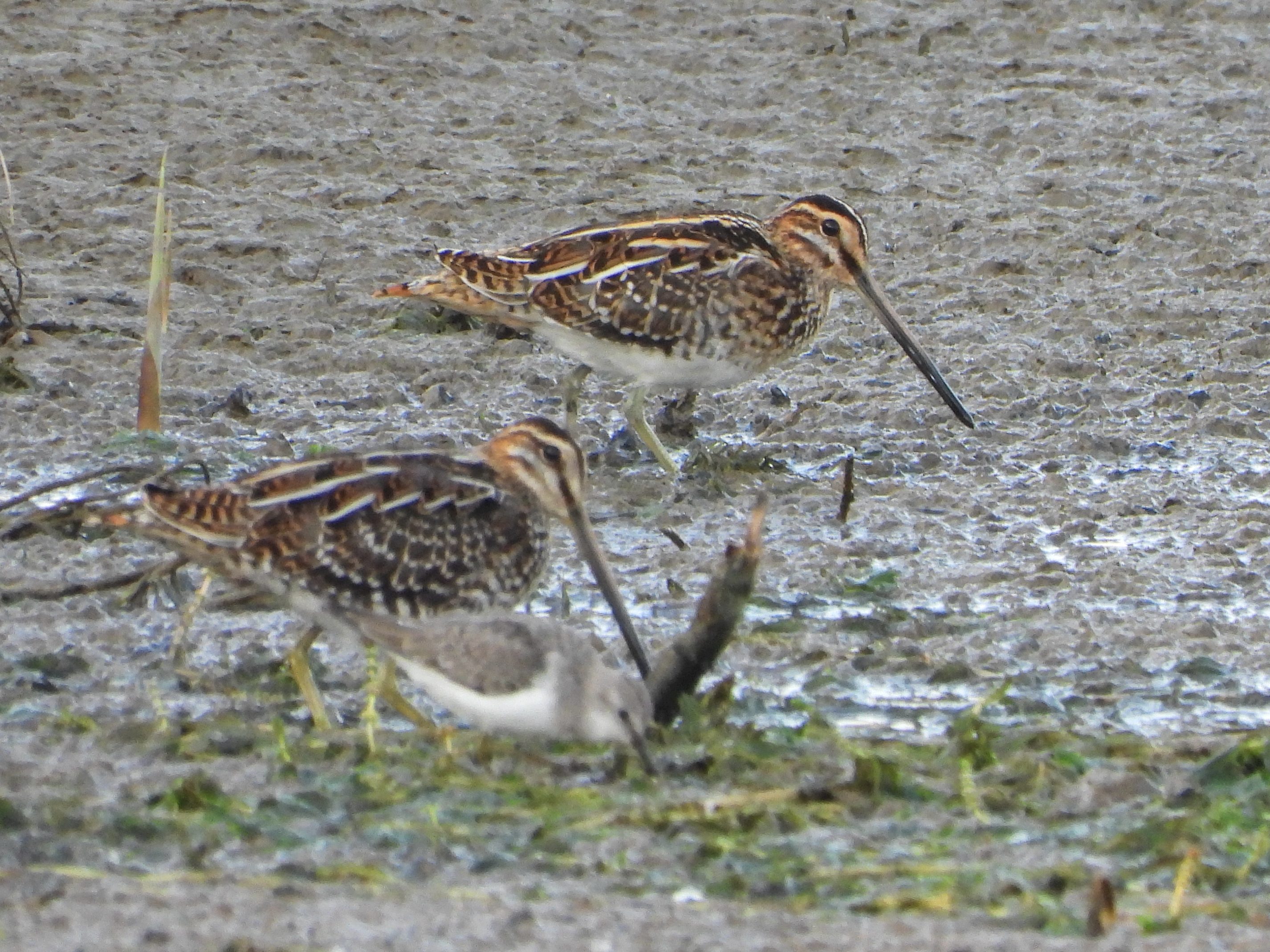 扇尾沙锥 common snipe gallinago gallinago 鸻形目 丘鹬科