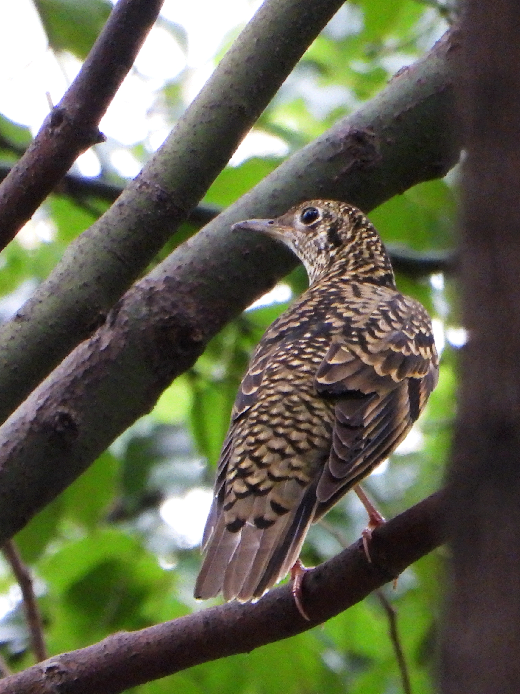 怀氏虎鸫 whites thrush zoothera aurea 雀形目 鸫科