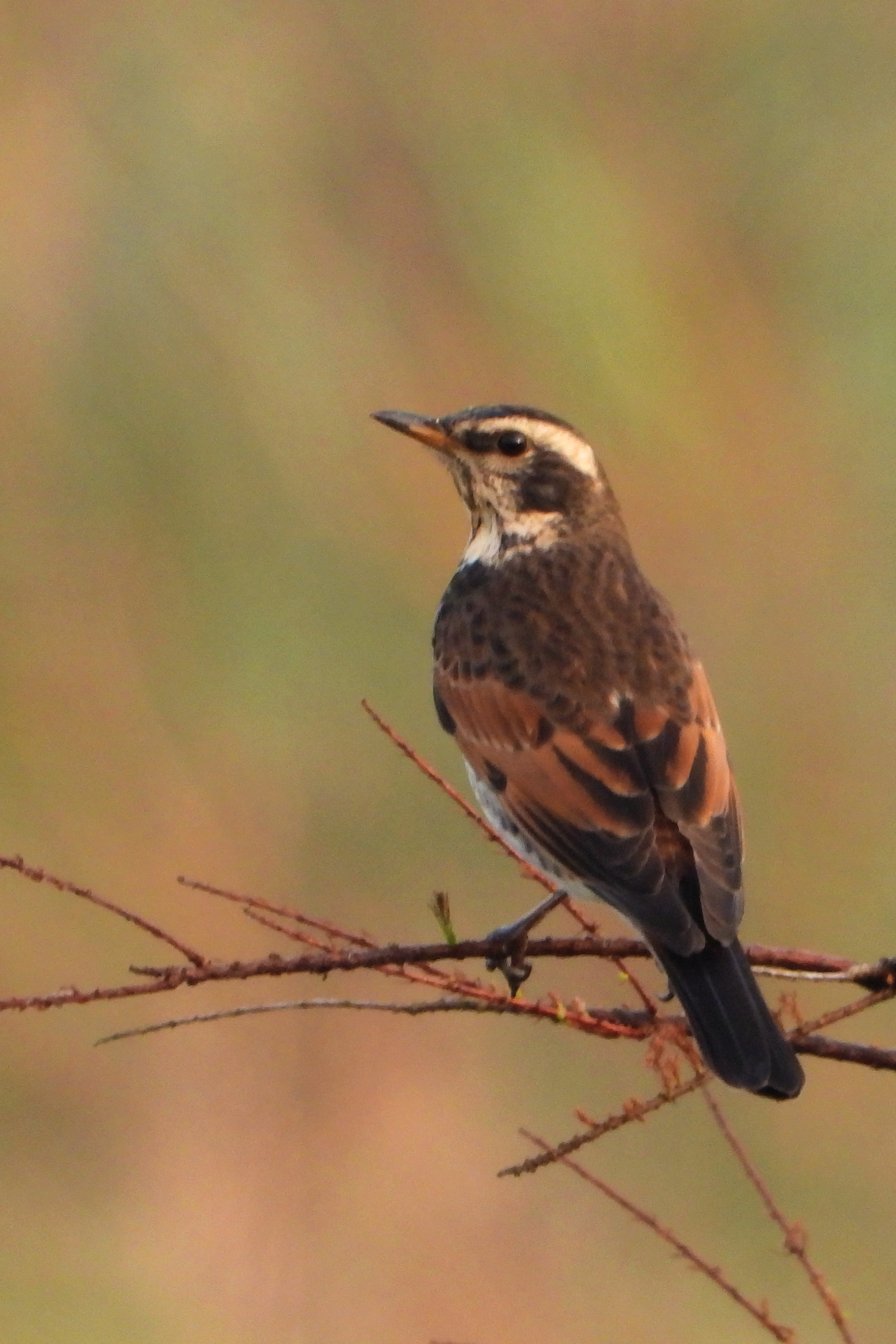 斑鸫  dusky thrush    turdus eunomus   雀形目  鸫科