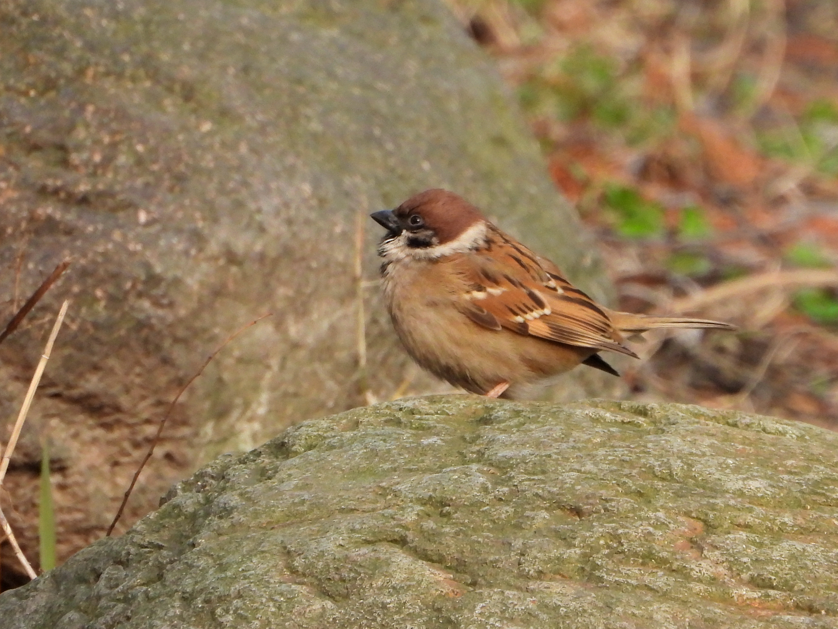 麻雀 eurasian tree sparrow passer montanus 雀形目 雀科