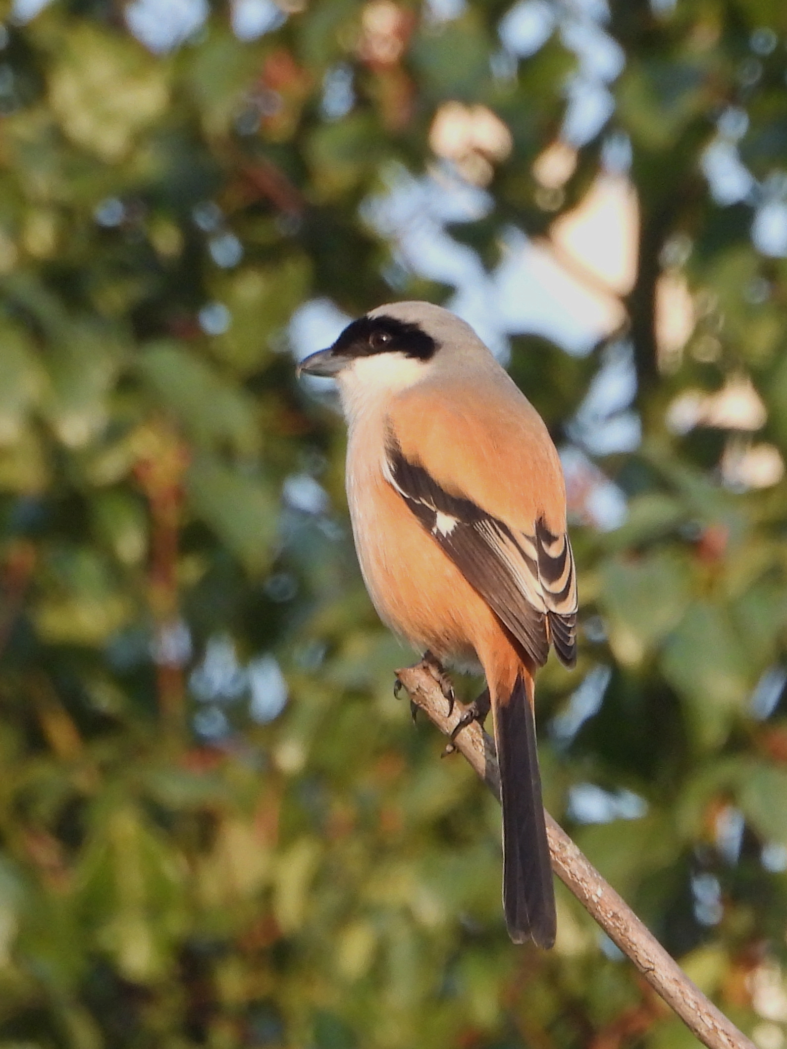 棕背伯劳  long-tailed shrike    lanius schach   雀形目  伯劳科