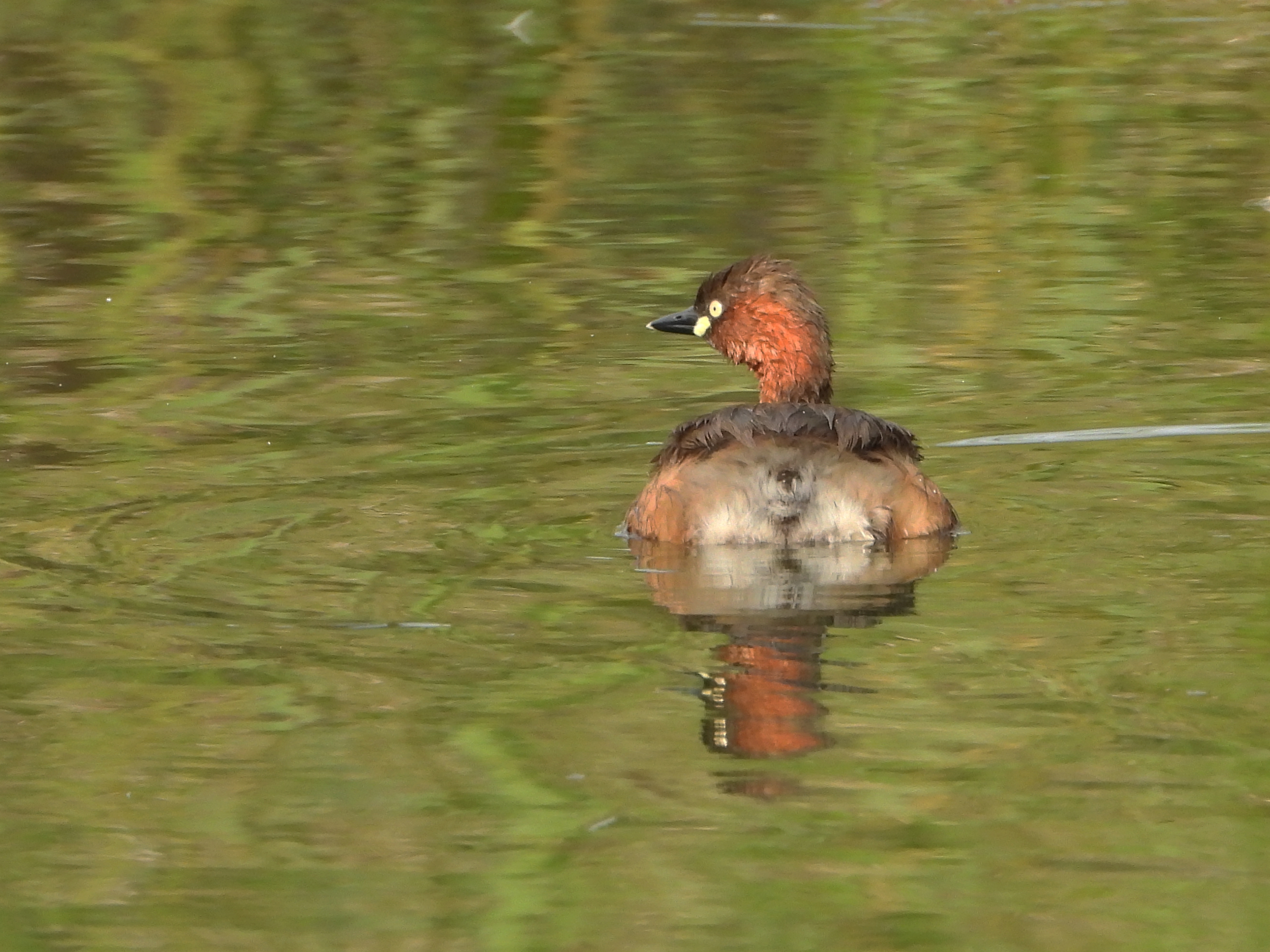 小䴙䴘  little grebe    tachybaptus ruficollis   䴙䴘目  䴙䴘科