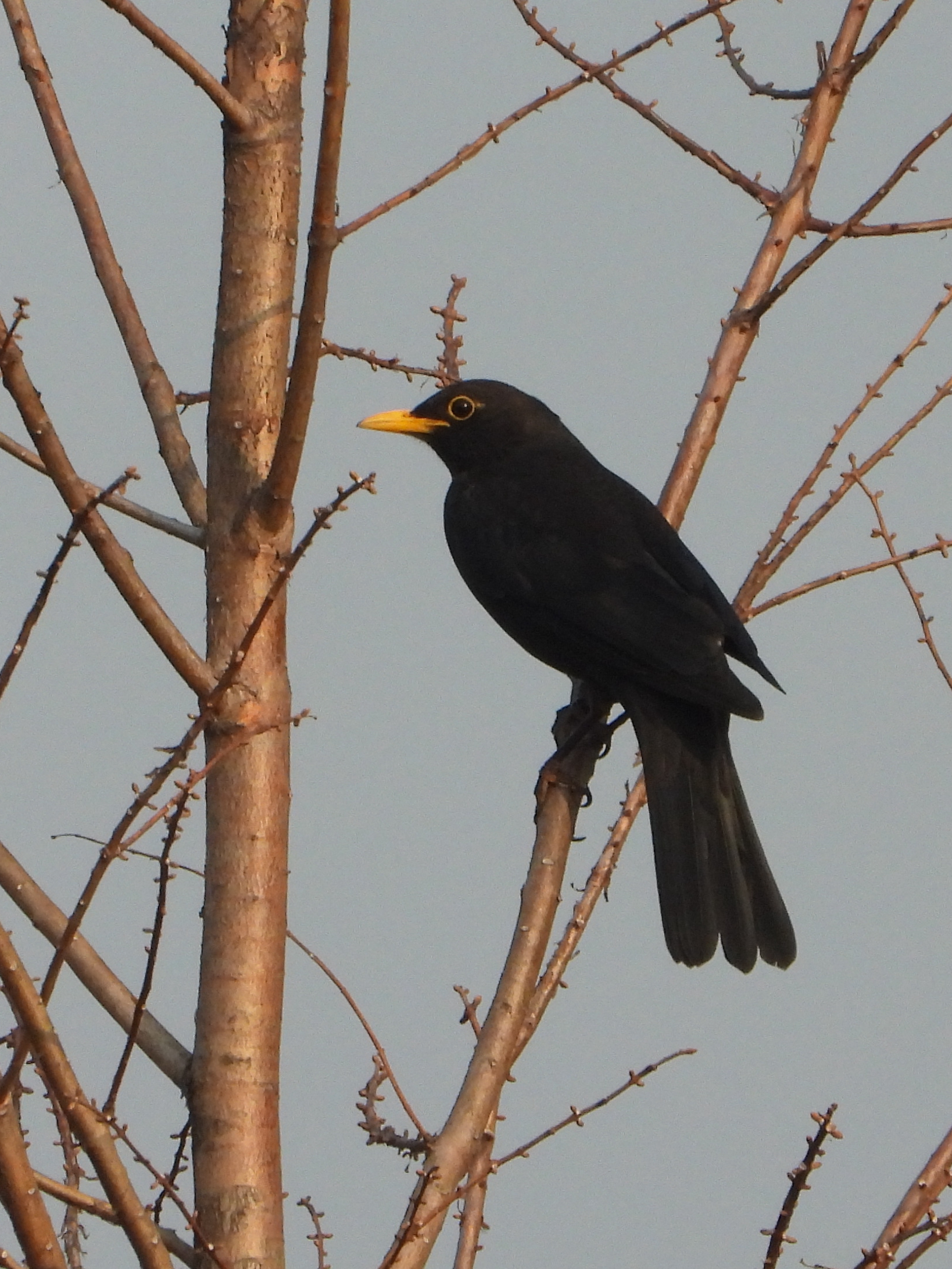 乌鸫  chinese blackbird    turdus mandarinus   雀形目  鸫科