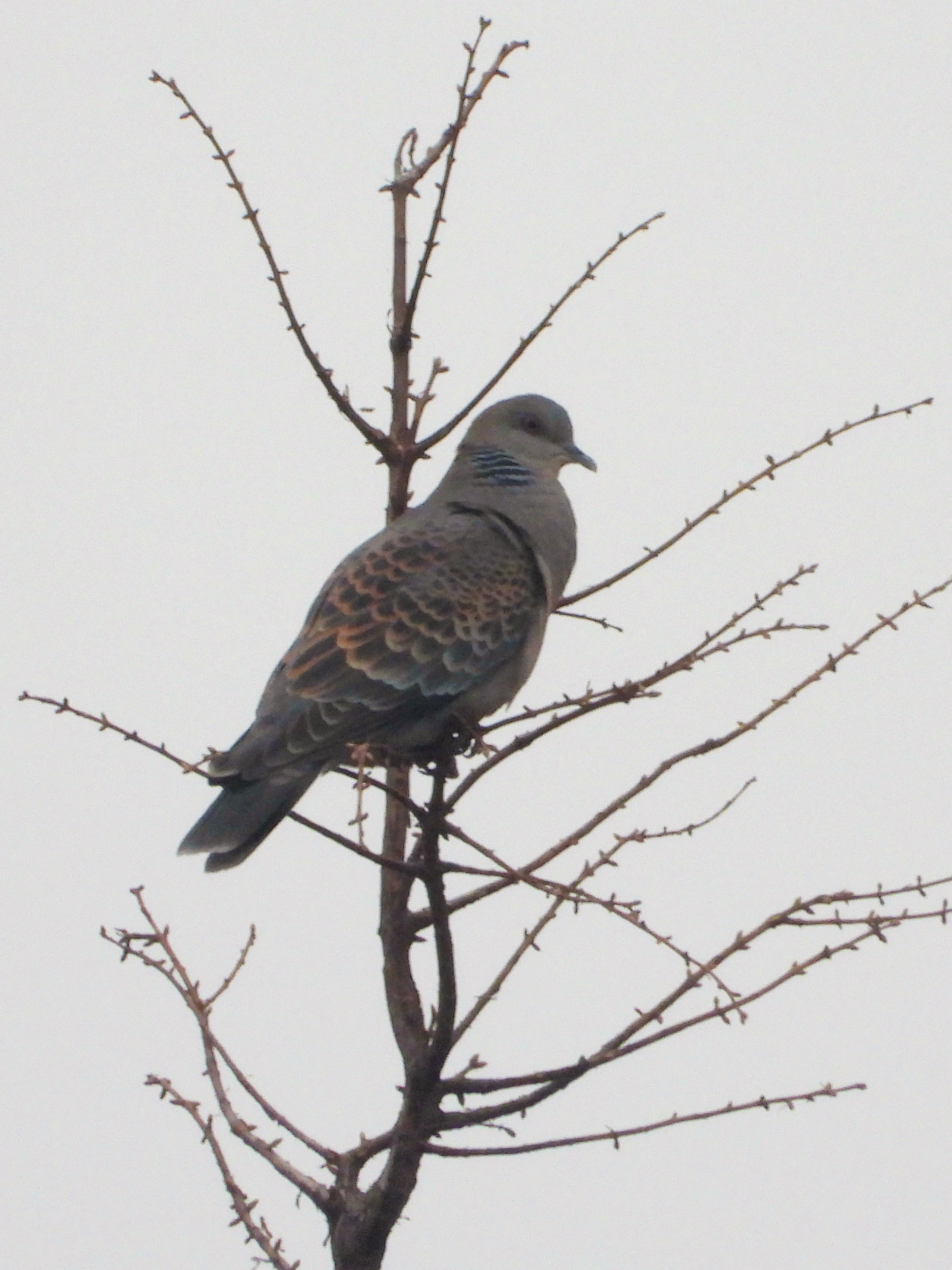 山斑鸠  oriental turtle dove    streptopelia orientalis   鸽形目