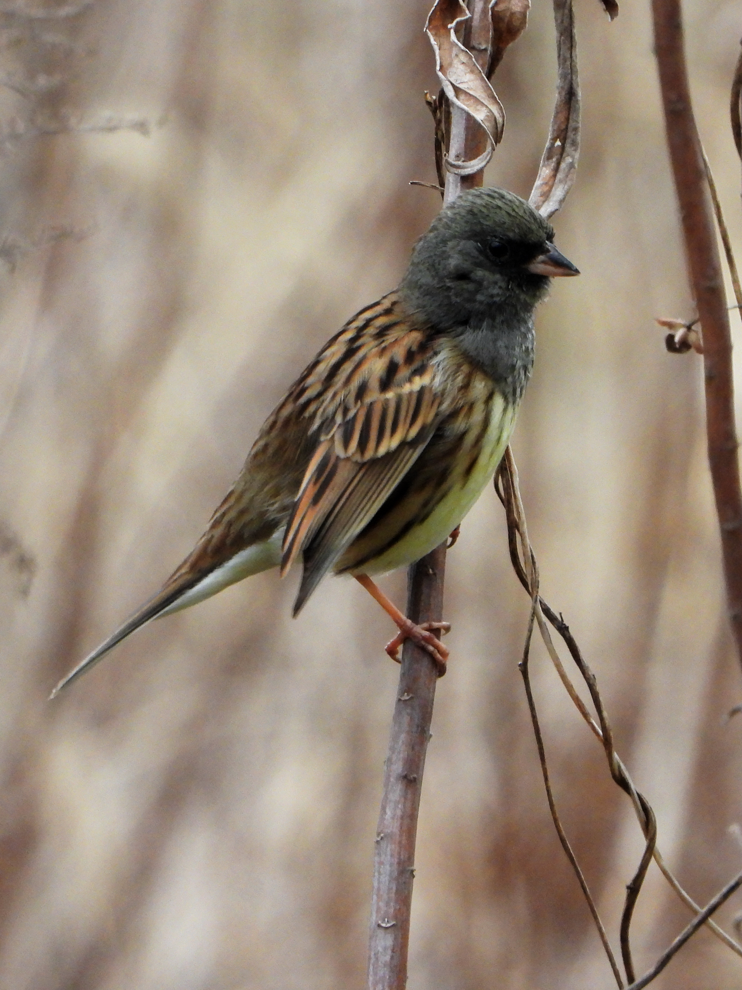 灰头鹀  black-faced bunting    emberiza spodocephala   雀形目