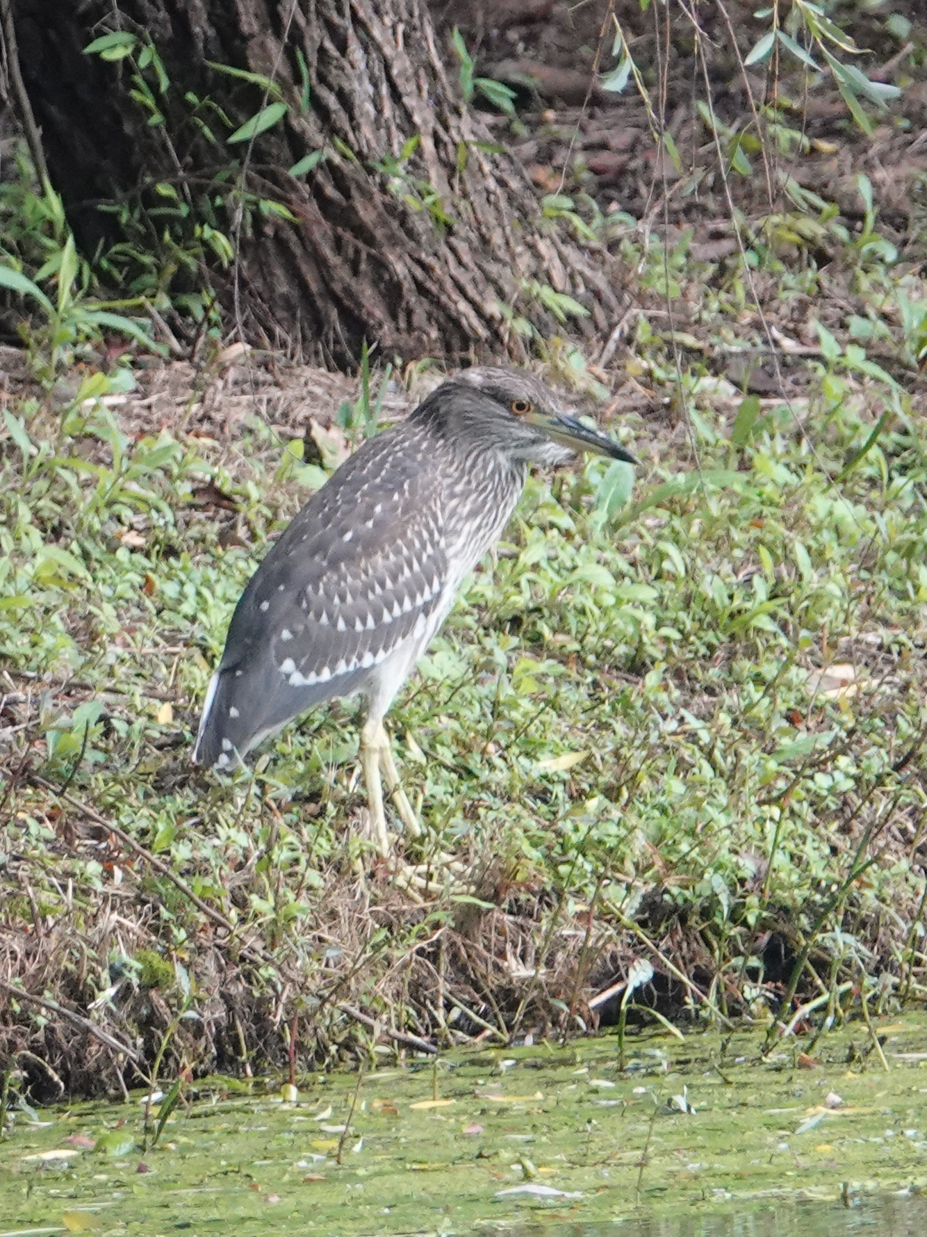 crowned night heron    nycticorax nycticorax   鹈形目  鹭科