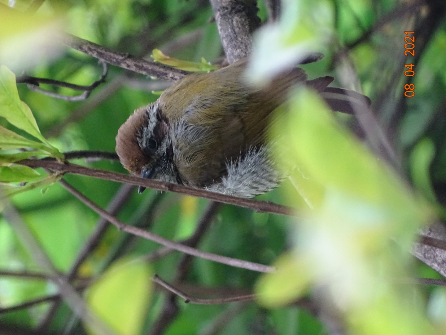 斑姬啄木鸟  speckled piculet    picumnus innominatus   䴕形目